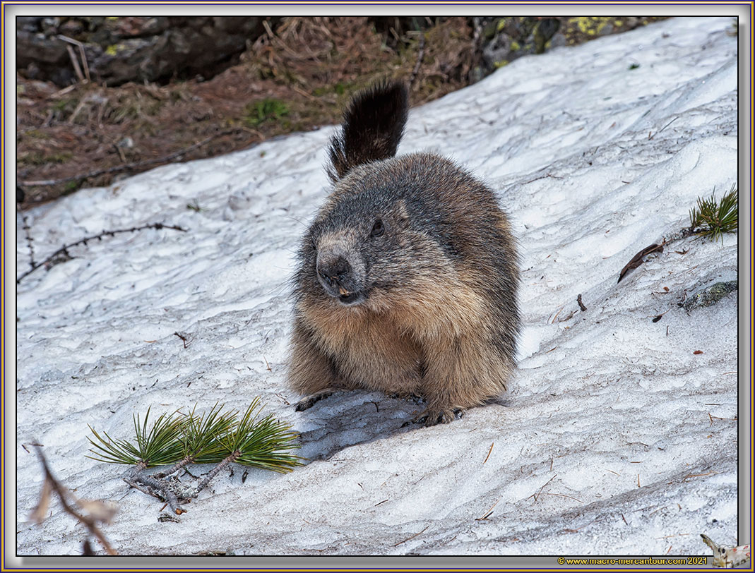 MARMOTTES